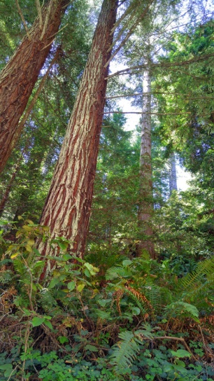 Redwood and fern forest. Mendocino Coast California.